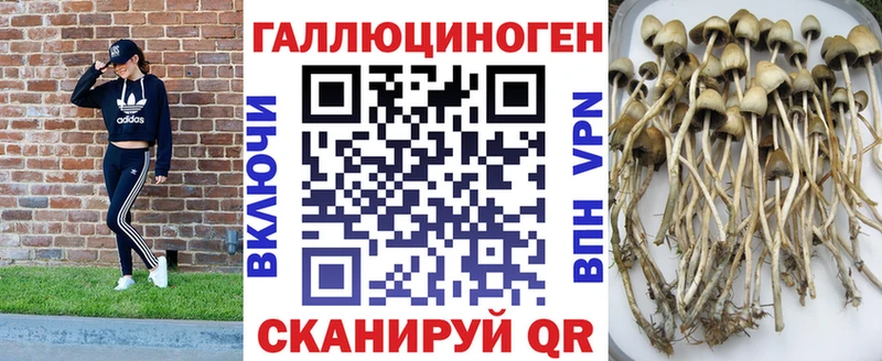 Купить закладки  Берёзовка  Галлюциногенные грибы GOLDEN TEACHER 